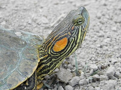 (Big Bend slider (Trachemys gaigeae