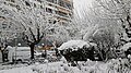 Trees in downtown Athens covered in snow