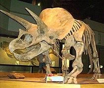 Triceratops on display