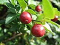 Triphasia trifoliata