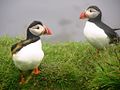 Macareux sur Lunga.