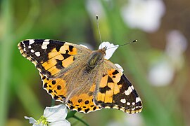 Vanessa cardui