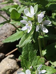 花冠は深く4裂し、雄蕊は2個、花柱は1個ある。