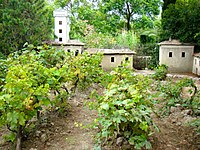 Vignoble du Parc Phœnix