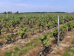 Vigne désherbée sous le rang (herbe séchée par les herbicides).