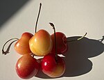 「雷尼爾櫻桃」 'Rainier' Cherry