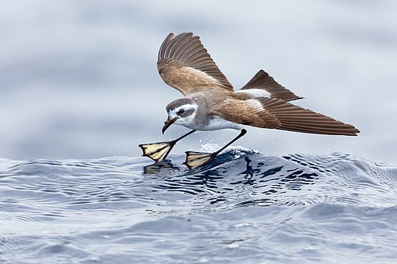 White-faced storm petrel, created by JJ Harrison, nominated by MER-C