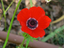 Anemone coronaria