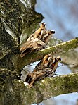 Two young long-eared owls in the Kremenets Hills natural heritage site. Ternopil region, Ukraine Photo by