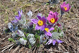 Сон (Pulsatilla)  в квітні