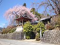 鐘楼と桜