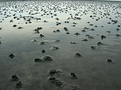 Plage habitée par des arénicoles