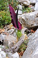 Snake lily (Dracunculus vulgaris)