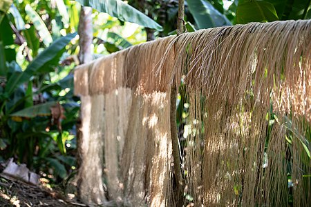 7. The fibres are then air-dried and bundled together before being transported from forest to the trading warehouse of the farmers cooperative.