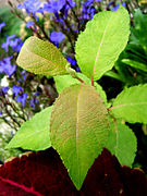 Aspect gaufré de l'épiderme supérieur des feuilles.