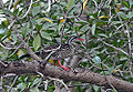 African finfoot, Podica senegalensis