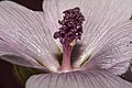 Filaments join into a column, showing purple anthers and (when zoomed) purple pollen spheres (?Germany)