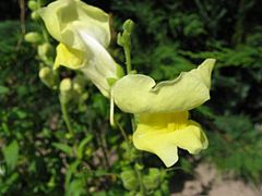 El labio ventral se cierra contra el labio dorsal formando una constricción antes de separarse en el perianto personado del conejito, Antirrhinum.