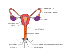 Anatomie interne, vue de face.