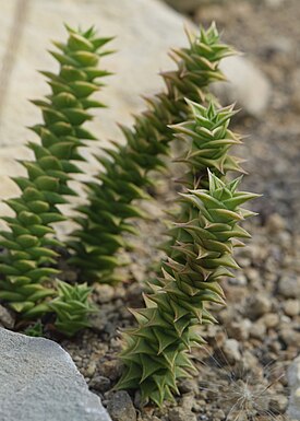 Astroloba foliolosa