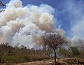 Smoke coming out of Bandipur Forest area in February 2019