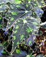 Begonia boweri