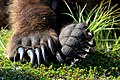 An American brown bear's paws.