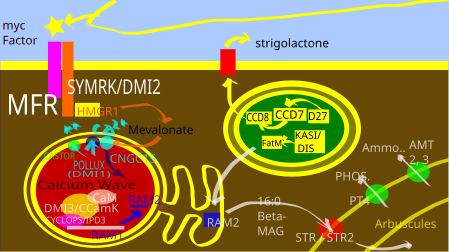 Common Symbiotic Pathway - a simplified presentation based on McLean, Bravo and Harrison 2017