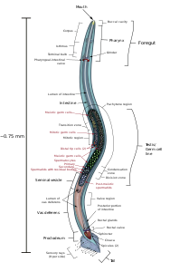 Anatomical diagram of the male Caenorhabditis elegans, by KDS444