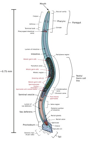 Caenorhabditis elegans male diagram