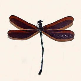 Atrocalopteryx atrata