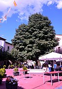 Detalle del castaño de indias (Aesculus hippocastanum) en la plaza Mayor