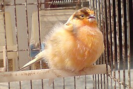 Canari panaché à fond rouge