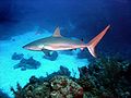 Image 65A Caribbean reef shark cruises a coral reef in the Bahamas. (from Coral reef fish)