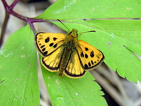 Mustatäplähiipijä (Carterocephalus silvicola)