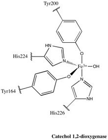 Structure of Catechol 1,2-dioxygenase active site.