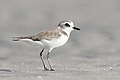 Image 12 Lesser sand plover Photograph: JJ Harrison The lesser sand plover (Charadrius mongolus) is a small wader in the plover family of birds. This highly migratory species feeds on insects, crustaceans and annelid worms. More selected pictures