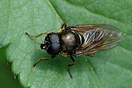 Cheilosia albipila mâle, espèce sœur vivante.