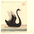 The Black Swan the size of an English Swan Native name Mulgo, dessin représentant un cygne noir (cygnus atratus) vu de profil, réalisé en Australie entre 1788 et 1792. [À recadrer]