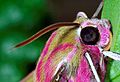 Thickened antennae – Deleiphila elpenor (Sphingidae)