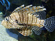 Dendrochirus zebra.