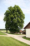 Doppel-Linde in Waldkirchen