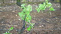 Pied de vigne après un ébourgeonnage