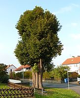 Linde am Gesundbrunnen in Elliehausen