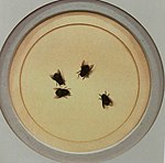 Flies on a Plate, 1878