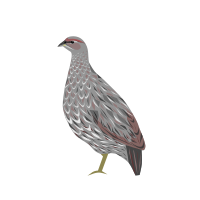 The Djibouti spurfowl