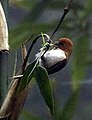 Greater rufous-headed parrotbill