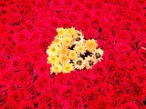Floral decoration for love