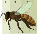 en:Image:HoneyBeeAnatomy.pngUne trouvaille sur le WP anglais--SuperManu SuperMessage