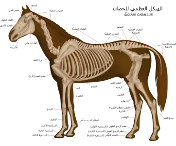 الهيكل العظمي للحصان